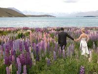 Walking in Lupins - Peppers Bluewater Resort